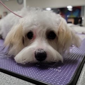 Meet your Posher, Cynthia